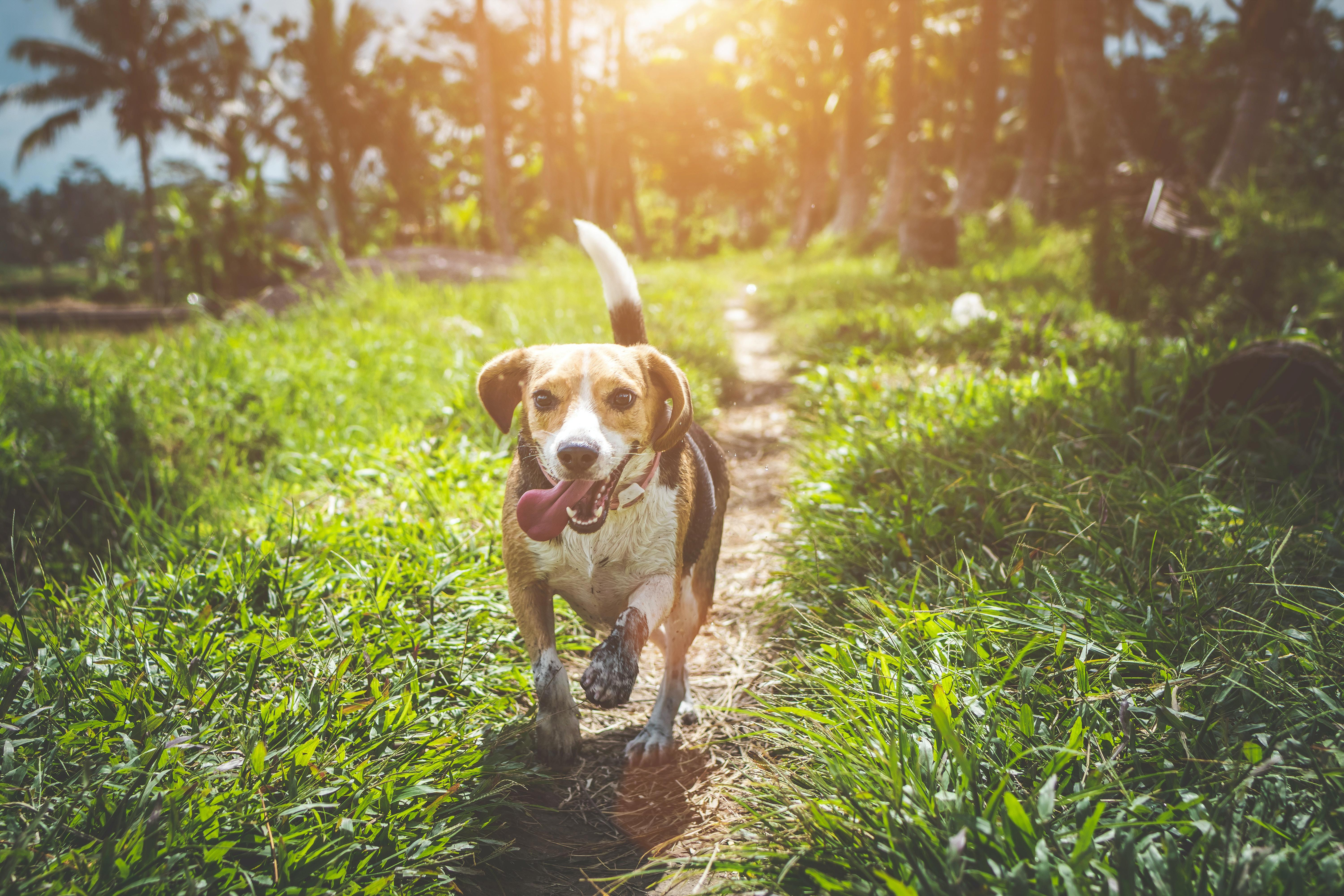 Exploring the Reasons Behind the Use of Beagles in Animal Testing